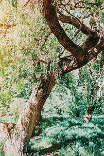 albero a foglie verdi, abbaiare, ramo, rami, luce del giorno, ambiente, autunno, flora, crescita, paesaggio, foglia, natura, all'aperto, parco, stagione, estate, albero, tronco, legna, pianta, tronco d'albero, la tranquillità, giorno, nessuno, bellezza nella natura, foresta, terra, colore verde, parte vegetale, muschio, scena tranquilla, legno - materiale, 4K, CC0, dominio pubblico, privo di copyright