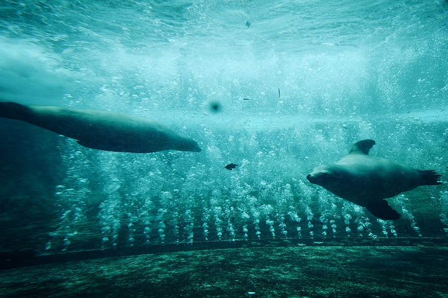 due dugonghi, acqua, animale, vita marina, blu, natura, mammifero, amsterdam, artis, Olanda, foca, pesce, acquario, acquatico, orso, all'aperto, subacqueo, bolla, mare, costa, oceano, nuoto, sottomarino, fauna selvatica, animali allo stato selvatico, movimento, giorno, persone reali, gruppo di animali, vertebrato, lunghezza intera, uomini, marino, 5K