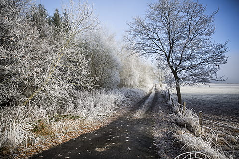 paesaggio, ghiaccio, freddo, inverno, escursioni a piedi, panoramico, congelato, invernale, pianta, albero, natura, ambiente, terra, albero nudo, temperatura fredda, cielo, nessuno, giorno, la tranquillità, campo, bellezza nella natura, erba, scenics - natura, la strada davanti, scena non urbana, all'aperto, pista, 5K, CC0, dominio pubblico, privo di copyright