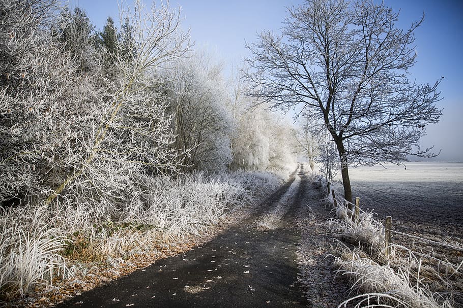 paesaggio, ghiaccio, freddo, inverno, escursioni a piedi, panoramico, congelato, invernale, pianta, albero, natura, ambiente, terra, albero nudo, temperatura fredda, cielo, nessuno, giorno, la tranquillità, campo, bellezza nella natura, erba, scenics - natura, la strada davanti, scena non urbana, all'aperto, pista, 5K