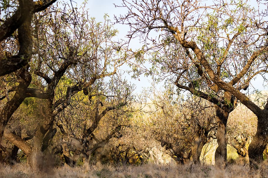 fotografia, branques dels arbres, branques, sec, medi ambient, bosc, creixement, paisatge, naturalesa de la mare, naturalesa, temporada, arbres, troncs, boscos, arbre, planta, bellesa a la natura, tranquil·litat, dia, cel, cap gent, branca, terra, escena tranquil·la, escenics - natura, a l'aire lliure, vista d’angle baix, camp, tronc de l'arbre, tronc, 5K