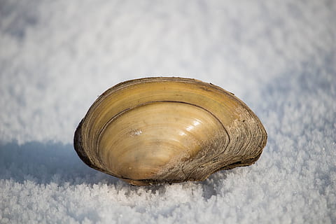 shell, sníh, řeka, zimní, Příroda, Studený, zasněžený, sezóna, povrch, jednoduchý, minimální, bílý, jednoduchost, studená teplota, detail, nikdo, zvířecí shell, zvířat, zvíře, jeden objekt, přistát, zvířata ve volné přírodě, zaměřit se na popředí, bezobratlý, měkkýš, den, přírodní vzor, bílá barva, 5K, CC0, veřejná doména, bez autorských práv