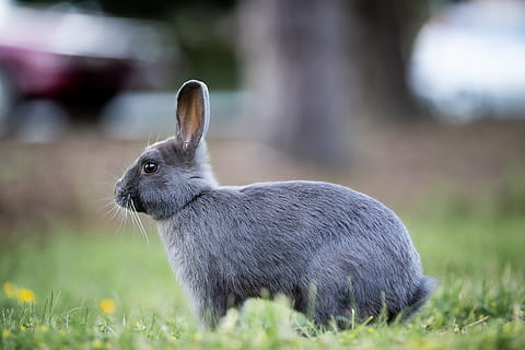 bunny, rabbit, grass, easter, cute, furry, brown, wild, fur, meadow, ears, green, animal, wildlife, outdoors, spring, daisies, yellow, shallow depth of field, animal themes, mammal, one animal, animal wildlife, rabbit - animal, plant, land, vertebrate, focus on foreground, animals in the wild, nature, field, pets, domestic, domestic animals, day, no people, side view, animal ear, herbivorous, 5K, CC0, public domain, royalty free
