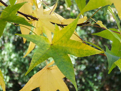 blade, grene, plante del, blad, plante, vækst, gul, tæt på, skønhed i naturen, natur, dag, ingen mennesker, fokus på forgrunden, træ, grøn farve, udendørs, efterår, lave om, afdeling, friskhed, sollys, ro, ahorn blad, naturlig tilstand, 4K, CC0, offentligt domæne, royaltyfrie