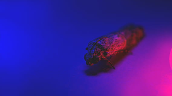 insetto, macro, avvicinamento, blu, rosa, rosso, polizia lol, pendenza, temi animali, fauna selvatica, animali allo stato selvatico, animale, un animale, mare, subacqueo, acqua, vita marina, marino, nessuno, natura, sottomarino, invertebrato, nuoto, all'aperto, Medusa, viola, 1080P, CC0, dominio pubblico, privo di copyright