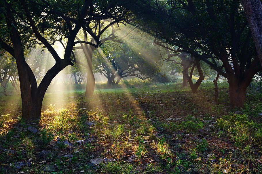 Índia, ashram, sol, raigs, temple, viatjar, asia, paisatge, hinduisme, turisme, pradesh, cultura, a l'aire lliure, crepuscular, delhi, guru shri dev, arbre, planta, tranquil·litat, bellesa a la natura, terra, tronc de l'arbre, tronc, escena tranquil·la, naturalesa, bosc, creixement, escenics - natura, boira, cap gent, dia, branca, medi ambient, escena no urbana, llum solar, streaming, 4K