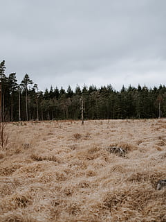 erba marrone, albero, pianta, abete, abies, conifera, abete rosso, erba, natura, all'aperto, terra, pino, larice, prato, Agropyron, natura selvaggia, canna, vegetazione, tempo metereologico, campo di aviazione, cielo, paesaggio, campo, ambiente, nuvola - cielo, la tranquillità, scena tranquilla, giorno, crescita, scena non urbana, scenics - natura, nessuno, bellezza nella natura, foresta, 8K, CC0, dominio pubblico, privo di copyright