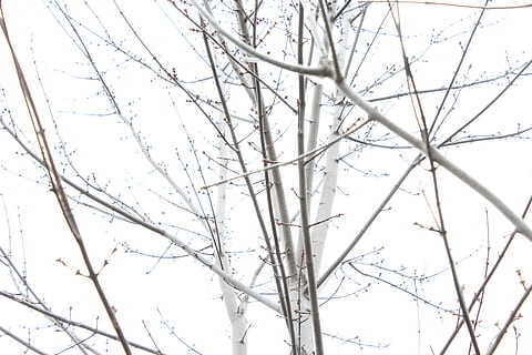 træ, træer, vinter, hvid, grå, monoton, grene, kviste, plante, afdeling, bare træ, ingen mennesker, lav vinkel visning, ro, natur, himmel, skønhed i naturen, dag, skyfri himmel, udendørs, vækst, kold temperatur, scenics - natur, rolig scene, sne, 5K, CC0, offentligt domæne, royaltyfrie