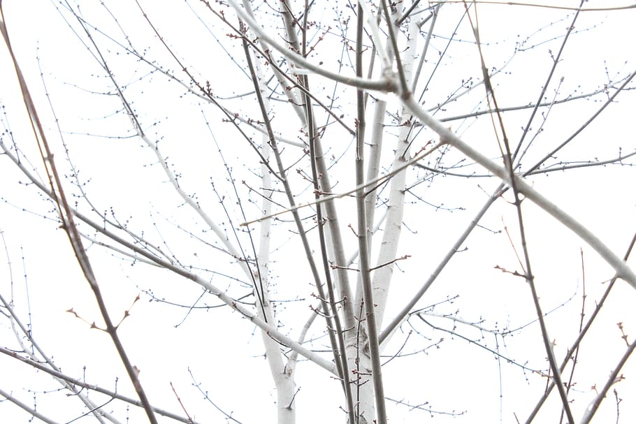 træ, træer, vinter, hvid, grå, monoton, grene, kviste, plante, afdeling, bare træ, ingen mennesker, lav vinkel visning, ro, natur, himmel, skønhed i naturen, dag, skyfri himmel, udendørs, vækst, kold temperatur, scenics - natur, rolig scene, sne, 5K