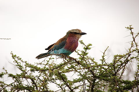 uccello, temi animali, vertebrato, animali allo stato selvatico, animale, fauna selvatica, un animale, ramo, pianta, appollaiati, albero, natura, nessuno, Inquadratura dal basso, cielo, giorno, all'aperto, bellezza nella natura, lunghezza intera, cardinale - uccello, 2K, CC0, dominio pubblico, privo di copyright