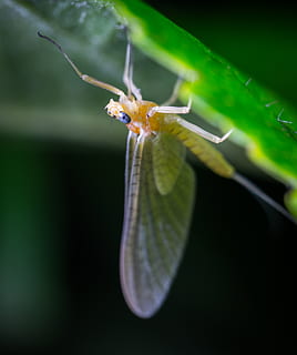 foto macro, beix, mosca, verd, full, animal, borrós, primer pla, delicada, entomologia, jardí, insecte, poc, macro, estiu, ales, un animal, invertebrat, animals a la natura, temes d'animals, fauna animal, planta, color verd, cap gent, centrar-se en primer pla, naturalesa, dia, enfocament selectiu, a l'aire lliure, Mantis religiosa, part de la planta, creixement, zoologia, ala dels animals, 4K, CC0, domini públic, lliure de regalies