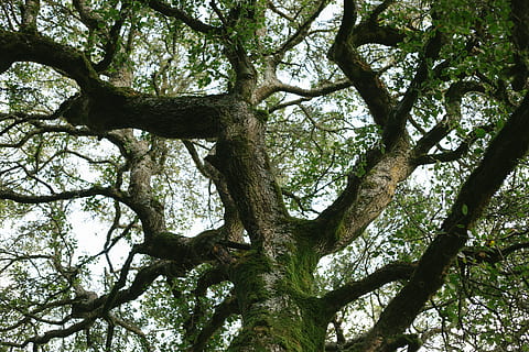 træ, træer, grene, kompleks, natur, Skov, naturlig, skønhed, styrke, kompliceret, baggrund, tapet, mos, blade, stærk, gammel, klog, spare, bevarelse, plante, lav vinkel visning, afdeling, træstamme, bagagerum, ro, vækst, dag, ingen mennesker, skønhed i naturen, udendørs, baggrunde, himmel, grøn farve, plante del, fuld ramme, jord, træ baldakin, 5K, CC0, offentligt domæne, royaltyfrie