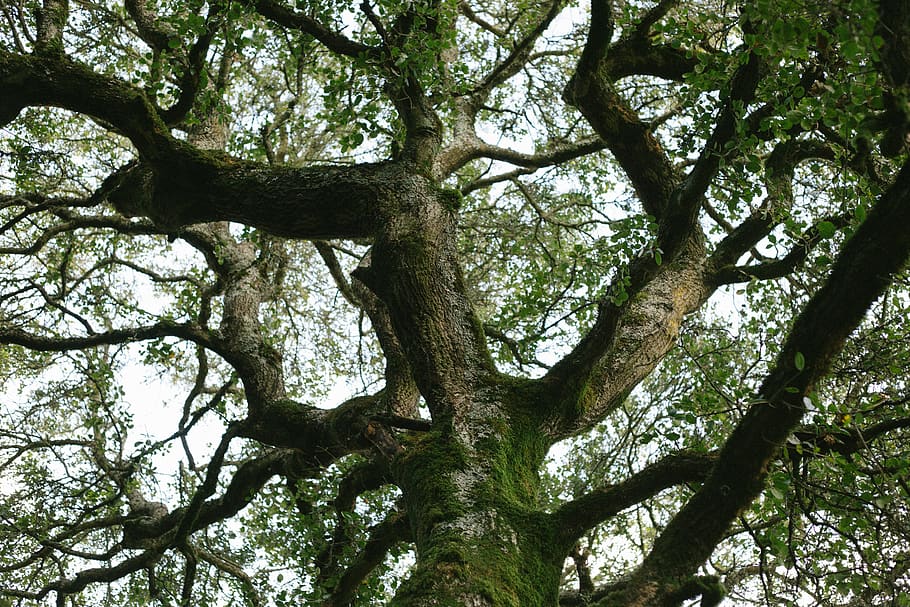 albero, alberi, rami, complesso, natura, foresta, legna, naturale, bellezza, forza, complicato, sfondo, muschio, le foglie, forte, antico, saggio, conservare, conservazione, pianta, Inquadratura dal basso, ramo, tronco d'albero, tronco, la tranquillità, crescita, giorno, nessuno, bellezza nella natura, all'aperto, sfondi, cielo, colore verde, parte vegetale, fotogramma intero, terra, baldacchino di albero, 5K