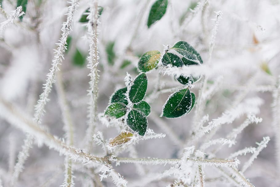 arbres, branca, verd, full, planta, naturalesa, neu, hivern, fred, temps, temperatura de fred, congelat, creixement, part de la planta, primer pla, dia, color verd, cap gent, gel, fruita, centrar-se en primer pla, menjar, bellesa a la natura, menjar i beguda, a l'aire lliure, 5K