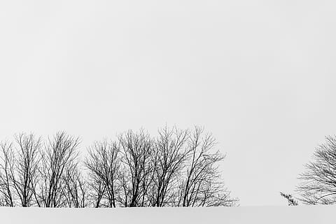 árvores murchas, natureza, ao ar livre, clima, neve, árvore, inverno, panorama, névoa, plantar, país das maravilhas, Canadá, sonhadores, treeline, frio, abstrato, tempestade, gelo, campanário, construção, árvore nua, céu, temperatura fria, copie o espaço, beleza na natureza, ninguém, scenics - natureza, dia, tranquilidade, céu limpo, cena tranquila, terra, ramo, meio Ambiente, nevando, Treelined, 5K, CC0, domínio público, royalty free