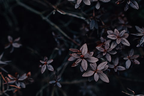pink-leafed træ, plante, skønhed i naturen, tæt på, natur, ingen mennesker, blomst, blomstrende plante, fokus på forgrunden, plante del, blad, høj vinkel visning, vækst, selektiv fokusering, udendørs, dag, sårbarhed, skrøbelighed, friskhed, afdeling, ro, lave om, 5K, CC0, offentligt domæne, royaltyfrie