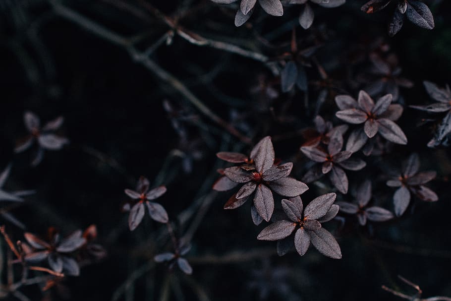 pink-leafed træ, plante, skønhed i naturen, tæt på, natur, ingen mennesker, blomst, blomstrende plante, fokus på forgrunden, plante del, blad, høj vinkel visning, vækst, selektiv fokusering, udendørs, dag, sårbarhed, skrøbelighed, friskhed, afdeling, ro, lave om, 5K