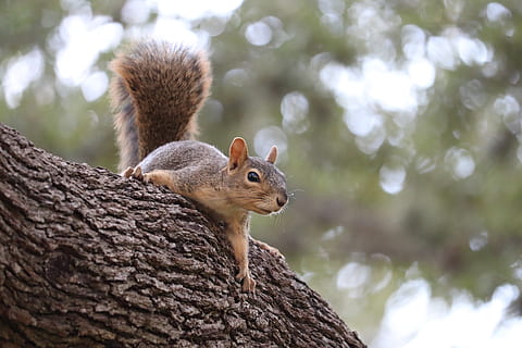 squirrel, gray, tree, wild, wildlife, rodent, animal wildlife, animal, animal themes, mammal, animals in the wild, one animal, focus on foreground, vertebrate, no people, day, close-up, nature, plant, brown, selective focus, tree trunk, trunk, whisker, 5K, CC0, public domain, royalty free