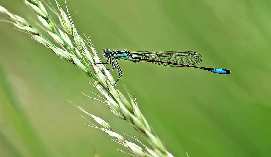 senyoreta de verdures, posat, blat, senyoreta, herba, insecte, macro, naturalesa, temes d'animals, animal, fauna animal, planta, invertebrat, animals a la natura, color verd, un animal, ala dels animals, primer pla, cultiu, planta de cereals, centrar-se en primer pla, cap gent, bellesa a la natura, agricultura, a l'aire lliure, rosada, ull d’animals, 2K