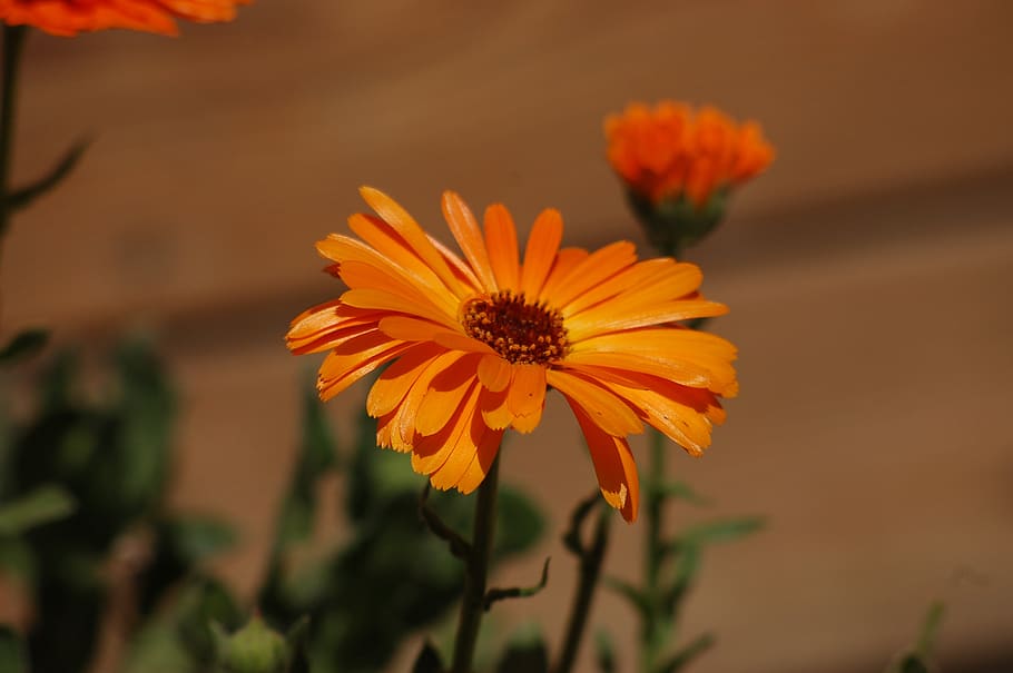 calendula, flor, forår, blomster, lægeplante, blomstrende plante, blomst, kronblad, skrøbelighed, sårbarhed, friskhed, skønhed i naturen, plante, blomsterstand, vækst, blomsterhoved, tæt på, fokus på forgrunden, gul, natur, pollen, ingen mennesker, orange farve, dag, udendørs, 2K