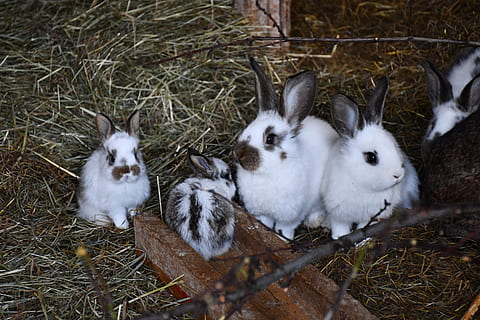 conill, bonic, Pasqua, animal, naturalesa, món animal, dolç, seure, nadó, grup d’animals, temes d'animals, nacional, mascotes, mamífer, animals domèstics, vertebrats, animal jove, cap gent, quatre animals, conill - animal, planta, vista d’angle alt, dia, terra, Color blanc, camp, família d’animals, 5K, CC0, domini públic, lliure de regalies