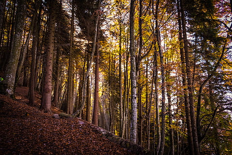 albero dalle foglie verdi, pianta, all'aperto, vegetazione, albero, flora, foresta, terra, natura, Italia, oltre senda alta, sequoia, foresta pluviale, giungla, conifera, boschetto, pino, betulla, quercia, strada, ghiaia, tronco d'albero, bosco, tronco, crescita, la tranquillità, bellezza nella natura, autunno, scena tranquilla, scenics - natura, scena non urbana, giorno, nessuno, Inquadratura dal basso, luce del sole, modificare, baldacchino di albero, bosco di pini, 4K, CC0, dominio pubblico, privo di copyright