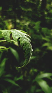 verde, frunze, macro shot, Culoarea verde, parte a plantelor, plantă, natură, creştere, a închide, nici o persoana, zi, frumusețe în natură, selectiv, în aer liber, un animal, animal, teren, animale tematice, să se concentreze asupra primelor elemente, animale sălbatice, animale în sălbăticie, vulnerabilitate, 4K, CC0, domeniu public, fără drepturi de autor