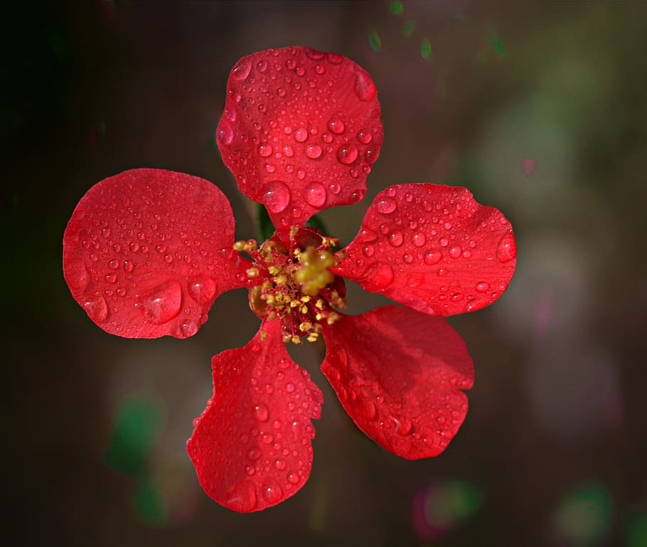 flor, vermell, primavera, arbre, fruita, marxa, primer pla, bellesa a la natura, fragilitat, creixement, planta, vulnerabilitat, centrar-se en primer pla, cap gent, frescor, planta amb flors, aigua, humit, pètal, tirar, naturalesa, inflorescència, cap de flor, a l'aire lliure, 2K