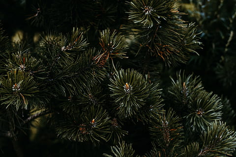 hijau, tanaman daun, gelap, daerah, pohon, pinus, hari Natal, daun, Daun-daun, hutan, di luar rumah, alam, margasatwa, meriah, menanam, bokeh, gandum, bidang, malam, sedang bermekaran, dahlia, rumput, merapatkan, cabang, pohon cemara, jarum - bagian tanaman, pohon jenis konifera, warna hijau, latar belakang, pohon pinus, musim, perayaan, musim dingin, dekorasi, tidak ada orang, makro, kesegaran, 5K, CC0, domain publik, bebas royalti