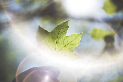 plant, leaf, tree, maple leaf, spring, green, summer, outdoors, nature, finger, freshness, detail, accounting, bokeh, focus, backlighting, beauty, close-up, purity, season, plant part, day, sunlight, green color, leaf vein, selective focus, growth, beauty in nature, focus on foreground, autumn, lens flare, no people, leaves, fragility, change, 5K, CC0, public domain, royalty free