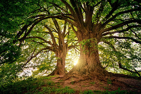 dos arbres marrons, arbre, planta, tronc de l'arbre, tronc, creixement, bosc, terra, naturalesa, bellesa a la natura, branca, cap gent, tranquil·litat, color verd, dia, escenics - natura, a l'aire lliure, llum solar, medi ambient, vista d’angle baix, 5K, CC0, domini públic, lliure de regalies