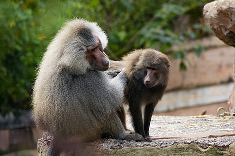 hamadryas babuino, primat, pell, mico, animals, zoo, masculí, femella, el nuvi, fauna animal, mamífer, grup d’animals, dos animals, animals a la natura, babuí, gent, assegut, animal jove, centrar-se en primer pla, vertebrats, família d’animals, dia, unió, a l'aire lliure, neteja, cura, 5K, CC0, domini públic, lliure de regalies