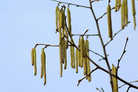 hassel, træ, forår, tidlige forår, grundlaget for, sæson, figur, gul, plante, hængende, natur, fisse pil, vækst, himmel, ingen mennesker, tæt på, skønhed i naturen, skyfri himmel, dag, fokus på forgrunden, grøn farve, ro, lav vinkel visning, udendørs, blomst, skrøbelighed, sårbarhed, sollys, 2K, CC0, offentligt domæne, royaltyfrie