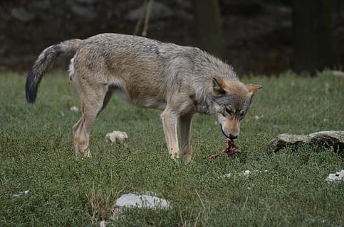 llop, paquet, depredador, naturalesa, animal salvatge, llops de fusta, scheu, mamífer, timberwolf, carnívors, caçador, bosc, paisatge, animal, temes d'animals, un animal, vertebrats, herba, terra, camp, animals domèstics, nacional, animals a la natura, mascotes, planta, dia, fauna animal, cap gent, caní, gos, menjar, a l'aire lliure, 4K, CC0, domini públic, lliure de regalies
