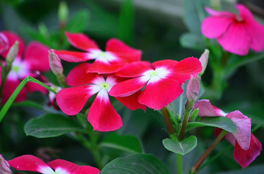 Periwinkle, blomster, rød, smuk, Bangladesh, naturlig, landskab, blomst, blomstrende plante, plante, skønhed i naturen, kronblad, skrøbelighed, sårbarhed, friskhed, vækst, tæt på, plante del, lyserød farve, blomsterhoved, blad, blomsterstand, natur, ingen mennesker, fokus på forgrunden, udendørs, dag, 4K