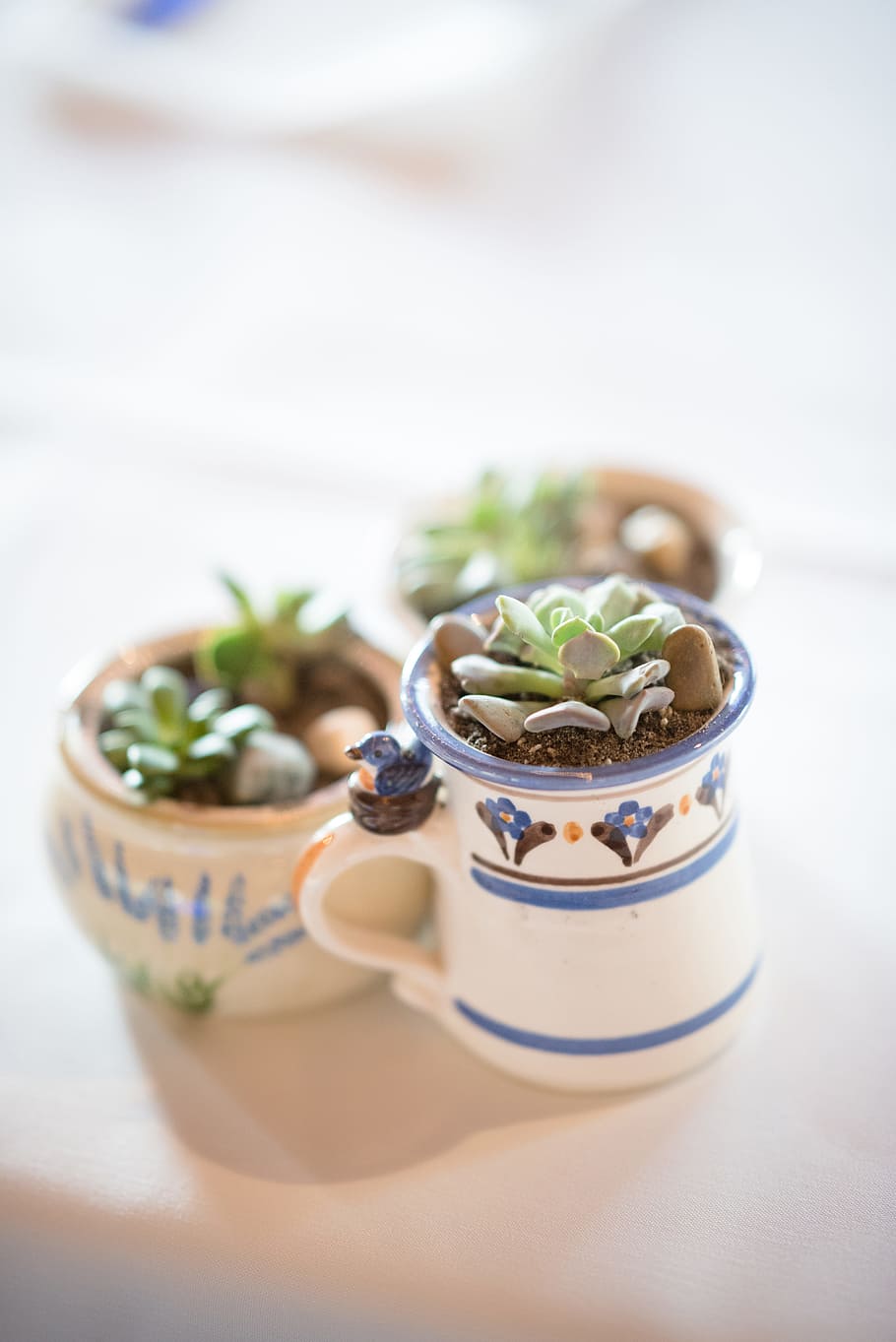 succulento, piante, bianco e blu, ceramica, tazze, avvicinamento, tazza, flora, floreale, boccale, pianta, pianta in vaso, messa a fuoco selettiva, natura morta, pianta succulenta, tavolo, cibo, cibo e bevande, freschezza, mangiare sano, ciotola, in casa, nessuno, benessere, pronto a mangiare, verdura, concentrarsi sulle conoscenze acquisite, erba, utensile da cucina, cucchiaio, pasto, prodotto caseario, contorno, vasellame, spuntino, 5K