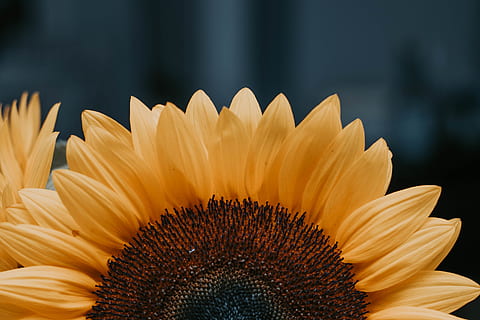zonnebloem overdag, bloemblad, bloeiwijze, bloeiende plant, kwetsbaarheid, schoonheid in de natuur, detailopname, bloemhoofd, bloem, versheid, breekbaarheid, groei, geel, fabriek, stuifmeel, geen mensen, natuur, zonnebloem, focus op de voorgrond, dag, gazania, 2K, CC0, publiek domein, royaltyvrij