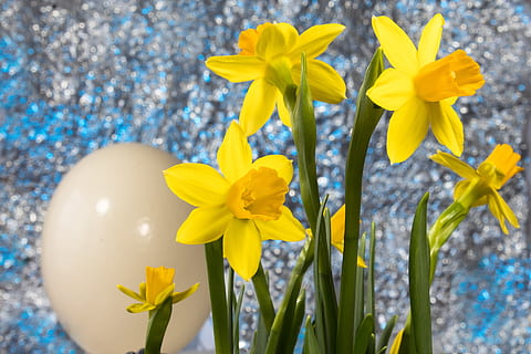 Pasqua, ou de Pasqua, primavera, Narcís, planta d'amaryllis, flor, lenz, jardí, planta, groc, florir, flors, planta amb flors, frescor, bellesa a la natura, naturalesa, vulnerabilitat, fragilitat, primer pla, inflorescència, pètal, cap de flor, cap gent, creixement, a l'aire lliure, centrar-se en primer pla, gerro, porpra, arranjament floral, 5K, CC0, domini públic, lliure de regalies