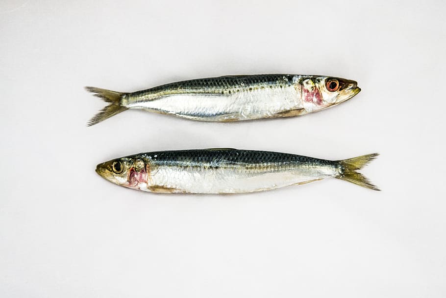 sardines, fons blanc, dos peixos, peix, marisc, crua, fresc, menjar i beguda, animal, menjar, vertebrats, tir de l'estudi, frescor, benestar, aliments crus, a l'interior, tallar, cap gent, temes d'animals, alimentació saludable, peixos d’aigua salada, longitud completa, color plata, captura de peixos, angle, escala d’animals, fer dieta, 5K