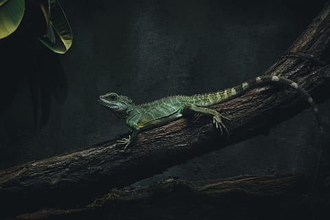 Foto, Eidechse, Ast, Baum, Wald, Blatt, Blätter, Reptil, Waage, Schwanz, Tier, Natur, Tierwelt, draußen, Schatten, schwarz und grün, Holz, lächelnd, Denken, Dunkelheit, Leguan, Chamäleon, Drachen, grüne Farbe, Nahansicht, Wirbeltier, Tiere in freier Wildbahn, Haustiere, Tierwaage, ein Tier, tropisches Klima, lebender Organismus, Fleischfresser, Farbbild, suchen, 4K, CC0, gemeinfrei, lizenzfrei