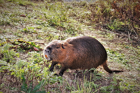 capibara marró, temes d'animals, fauna animal, animal, animals a la natura, mamífer, un animal, vertebrats, cap gent, rosegador, naturalesa, dia, terra, planta, a l'aire lliure, vista lateral, longitud completa, herba, camp, centrar-se en primer pla, rata, 5K, CC0, domini públic, lliure de regalies