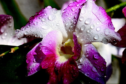 feng, rodant, flor, tirar, planta amb flors, humit, vulnerabilitat, aigua, fragilitat, bellesa a la natura, pètal, planta, frescor, creixement, inflorescència, primer pla, cap de flor, naturalesa, porpra, rosada, cap gent, pluja, gota de pluja, a l'aire lliure, pol·len, puresa, primavera, temporada de pluges, suavitat, 4K, CC0, domini públic, lliure de regalies