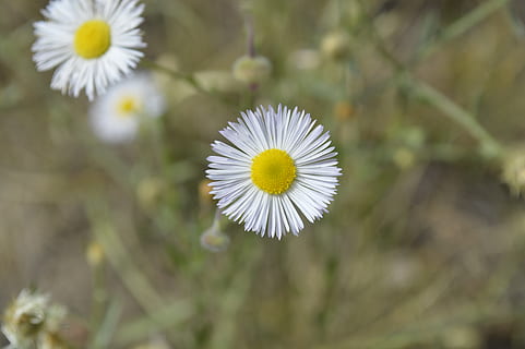 floare, exappiah, planta cu flori, plantă, fragilitate, vulnerabilitate, prospeţime, frumusețe în natură, cap de floare, creştere, petală, inflorescenţă, a închide, să se concentreze asupra primelor elemente, culoare alba, polen, margaretă, zi, natură, nici o persoana, în aer liber, 5K, CC0, domeniu public, fără drepturi de autor