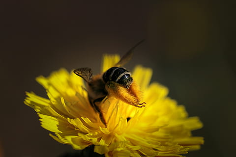 Biene, Nektar, Insekt, Pollen, Nahansicht, hart arbeitend, Honigbiene, sammeln, Makro, klein, Bestäubung, Blume, Tier, Pflanze, blühende Pflanze, wirbellos, Zerbrechlichkeit, Blütenblatt, Tierthemen, Verletzlichkeit, ein Tier, Tierwelt, Schönheit in der Natur, Tiere in freier Wildbahn, Blütenkopf, Gelb, Frische, Blütenstand, keine Leute, Hummel, schwarzer Hintergrund, 5K, CC0, gemeinfrei, lizenzfrei