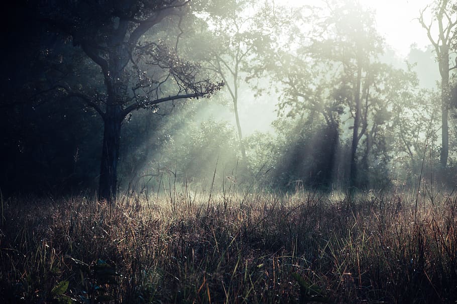 verde, arboles, nublado, cielo, naturaleza, clima, al aire libre, niebla, planta, árbol, llamarada, ligero, tierra, abies, abeto, vegetación, tronco de arbol, luz del sol, secoya, actividades de ocio, aventuras, selva, desierto, bosque, tranquilidad, belleza en la naturaleza, escena tranquila, rayo de sol, escena no urbana, nadie, ambiente, día, crecimiento, paisaje, hierba, 5K