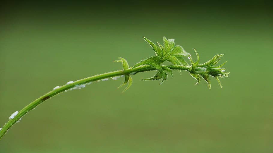 piante, verde, natura, foglia, estate, salviette, la natura del, Corea, questo tipo, colore verde, pianta, crescita, parte vegetale, avvicinamento, nessuno, bellezza nella natura, girato in studio, freschezza, all'aperto, stelo vegetale, concentrarsi sulle conoscenze acquisite, copia spazio, messa a fuoco selettiva, giorno, sfondo verde, sfondo colorato, medicina, sepalo, 4K