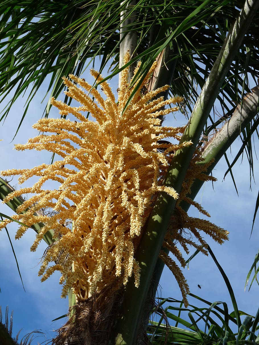 fiore, albero, api, polline, giardino, natura, pianta, crescita, Inquadratura dal basso, bellezza nella natura, nessuno, giorno, cielo, foglia, la tranquillità, ramo, parte vegetale, clima tropicale, Palma, all'aperto, luce del sole, avvicinamento, colore verde, concentrarsi sulle conoscenze acquisite, foglia di palma, palma da cocco, albero di conifere, 2K