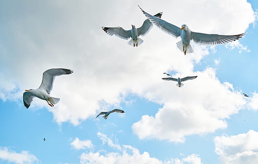 rendah, fotografi sudut, kawanan, penerbangan, burung camar, binatang, latar belakang, awan, siang hari, bulu, kawanan burung, melonjak, liar, margasatwa, sayap, langit, tema binatang, burung, sekelompok binatang, satwa liar hewan, binatang di alam liar, awan - langit, hewan, bertulang belakang, merentangkan sayap, tampilan sudut rendah, di udara, alam, tidak ada orang, hari, camar, gerakan, di luar rumah, biru, 5K, CC0, domain publik, bebas royalti