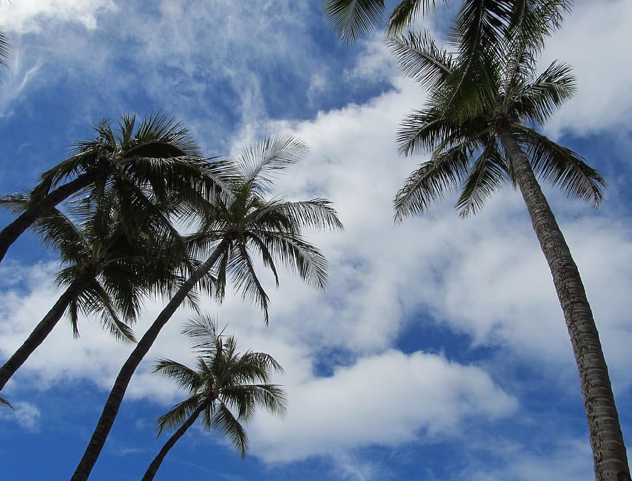 palmeres, núvols, platja, maui, Hawaii, EUA, turisme, cel, aigua, tropical, illa, festa, turista, viatjar, relaxa't, arbre, Palmera, clima tropical, núvol - cel, planta, vista d’angle baix, bellesa a la natura, creixement, tronc de l'arbre, tronc, tranquil·litat, cap gent, palmera de coco, naturalesa, alta - alta, dia, escenics - natura, escena tranquil·la, a l'aire lliure, arbre tropical, fulla de palma, directament a sota, 2K