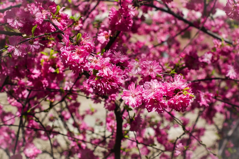 Mandel, Rosa, Blumen, blühen, Frühling, Straße, kann, Baum, Pflanze, blühende Pflanze, Blume, pinke Farbe, Frische, Zerbrechlichkeit, Wachstum, Schönheit in der Natur, Verletzlichkeit, Ast, Natur, keine Leute, Nahansicht, Tag, Kirschblüte, Blütenblatt, selektiver Fokus, Kirschbaum, draußen, Blütenkopf, Pflaumenblüte, lila, Blumenstrauß, 2K